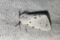 Diaphora mendica