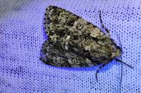 Acronicta rumicis