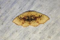 Cyclophora lennigiaria