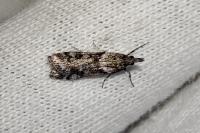 Eudonia angustea