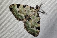 Colostygia pectinataria