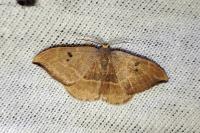 Watsonalla binaria