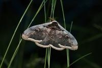 Saturnia pyri