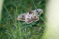 Saturnia pyri