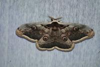 Saturnia pyri