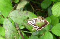 Stigmella aurella