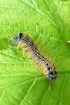 Malacosoma neustria