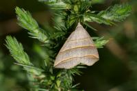 Colobochyla salicalis