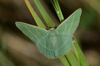 Hemistola chrysoprasaria