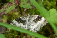 Epirrhoe alternata