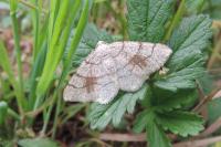 Adactylotis contaminaria