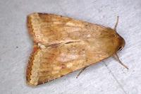 Helicoverpa armigera