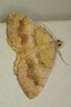 Camptogramma bilineata
