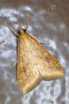 Udea ferrugalis