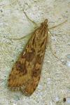 Nomophila noctuella