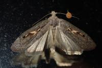 Aphomia gularis