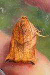 Archips podana
