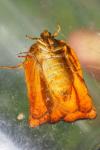 Archips podana