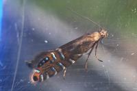 Glyphipterix thrasonella