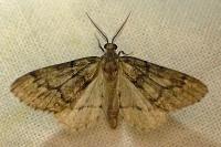 Tephronia sepiaria