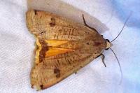 Noctua pronuba