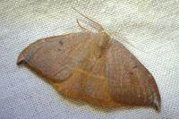 Watsonalla uncinula