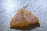 Watsonalla binaria