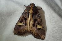 Trigonophora flammea