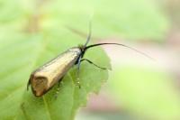 Adela reaumurella