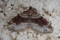 Xanthorhoe ferrugata