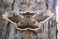 Saturnia pyri