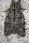 Peridea anceps