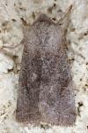 Orthosia incerta