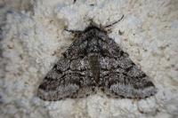 Lycia hirtaria