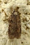 Depressaria albipunctella