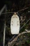 Agonopterix ocellana