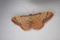 Idaea ostrinaria