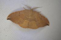 Watsonalla uncinula