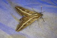 Hyles livornica