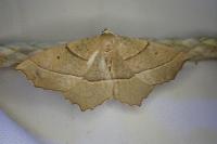 Gerinia honoraria