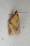 Clepsis consimilana
