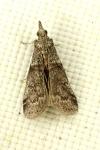 Acrobasis obliqua