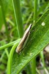 Crambus pascuella