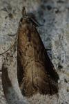 Schrankia costaestrigalis