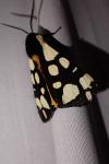 Arctia villica