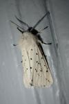 Spilosoma lubricipeda