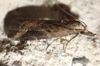 Schrankia costaestrigalis