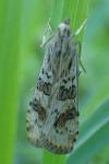 Nomophila noctuella