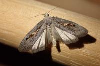Aphomia gularis