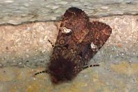 Dryobota labecula